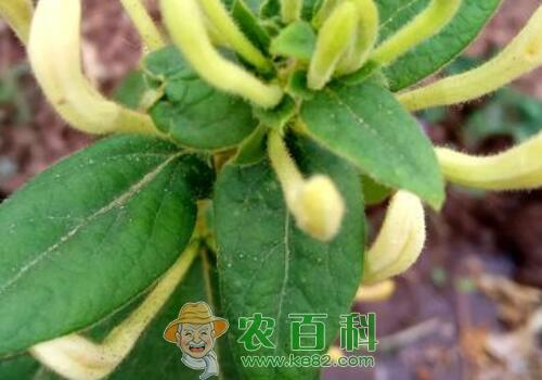 金银花通常一年开几次花？开花后要修剪吗？虫害如何防治？