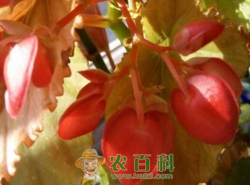 竹节海棠花苗价格多少钱一棵?如何养殖?什么时候开花?