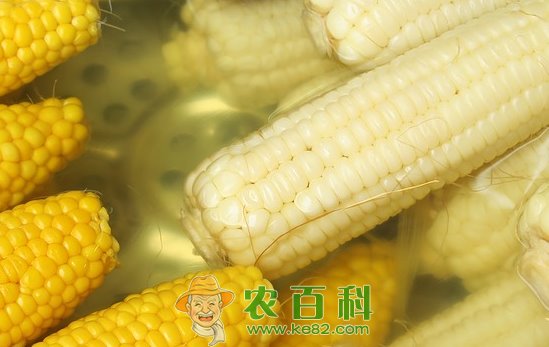 禾本科白玉米是转基因的吗？和黄玉米的区别？有什么功效与作用？