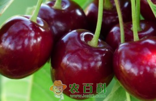 色泽鲜艳的樱桃跟车厘子一样吗？它们的区别是什么？有什么功效与作用？