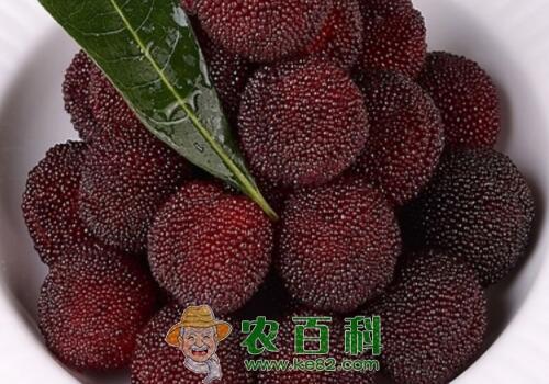 晚熟品种东魁杨梅好吃吗?树苗价格大概多少钱一棵?什么时候种植?栽培技术有哪些?