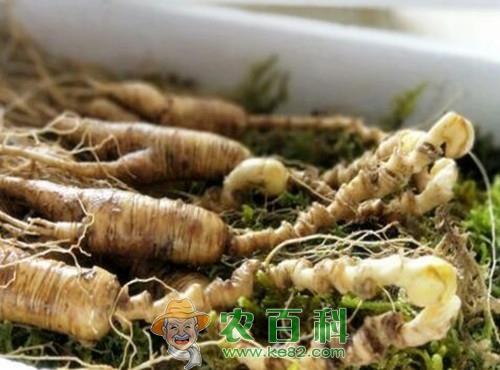 “百草之王”人参种子一般多久发芽？什么时候种植比较好？有哪些功效及作用？