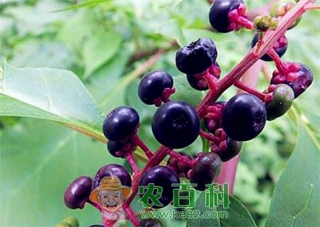 现在商陆价格多少钱一斤？主要产地在哪？什么时候采挖最好？种植前景和经济效益如何？