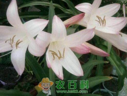 香殊兰几月开花?如何栽培?主要价值有哪些?