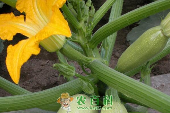 蔓生草本西葫芦是蒲瓜吗?种子价格多少钱一斤?几月种?怎么种?