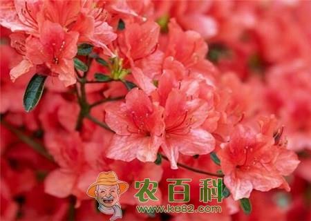 五桠果亚纲杜鹃花家庭阳台盆栽养殖方法有哪些？常见病虫害怎么防治？叶子干枯怎么办？