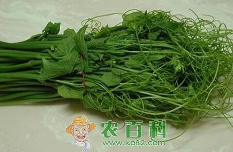 “野生名菜”龙须菜长什么样子?市场效益如何?它有什么功效作用?