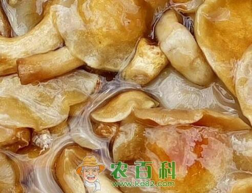 滑子菇价格多少钱一斤?怎么吃?有哪些功效及作用?