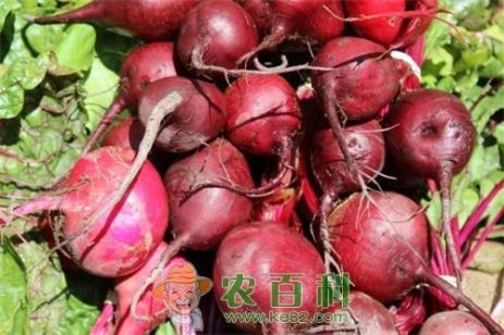 水果萝卜种植技术：2018～2020年种什么品种好?什么时候种?什么时候收?怎么种?