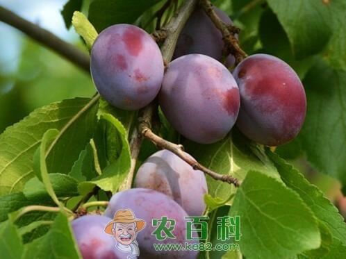 (樱桃李)李子树种植几年结果?什么时候成熟?主要价值有哪些?
