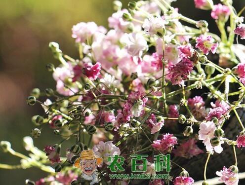 满天星一般多少钱一束?种子价格多少钱一斤?叶子发黄干枯怎么办?花语是什么?