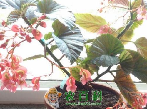 竹节海棠花苗价格多少钱一棵?如何养殖?什么时候开花?