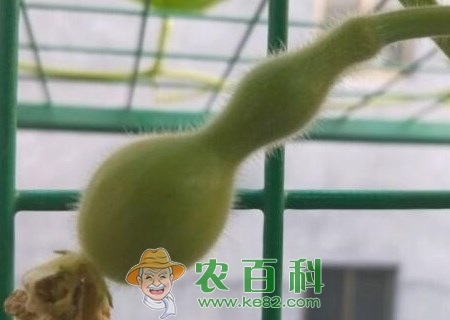 爬藤植物葫芦种子种植方法有哪些?有什么寓意?有什么功效与作用?