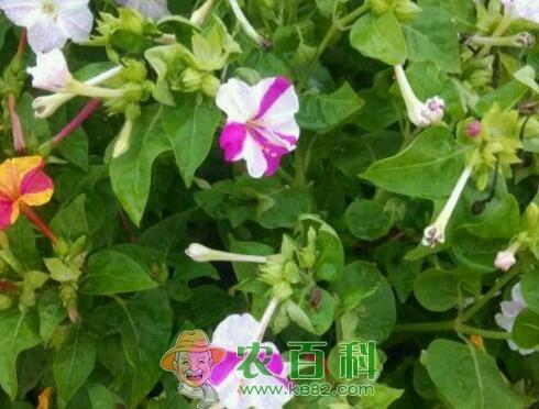 紫茉莉种子价格多少钱一斤？如何种植？什么时候开花？花语是什么？有哪些功效及作用？