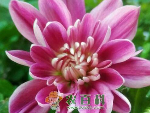 荷兰菊种子价格多少钱一斤?几月开花?如何养殖?