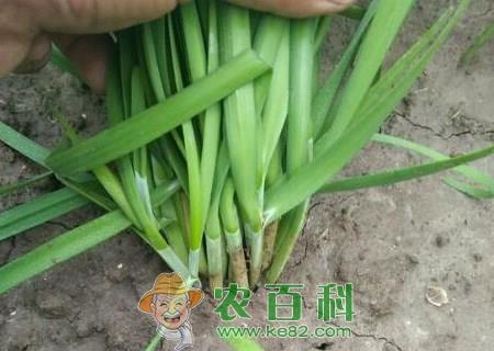 别名壮阳草的韭菜种子种植方法有哪些?真的有壮阳作用吗?不能和什么一起吃?