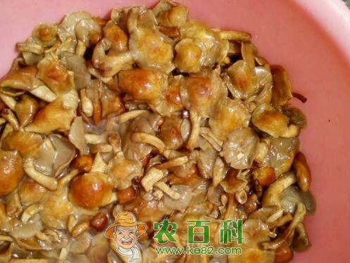 滑子菇价格多少钱一斤?怎么吃?有哪些功效及作用?
