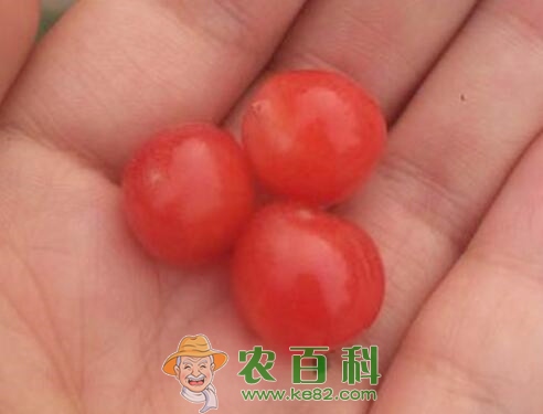 毛樱桃怎样种植？能吃吗？有哪些功效及作用？