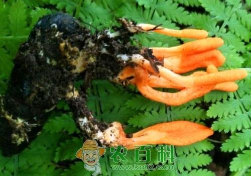 蛹虫草的功效与作用禁忌有哪些?和虫草花、冬虫夏草如何区分?怎么吃?