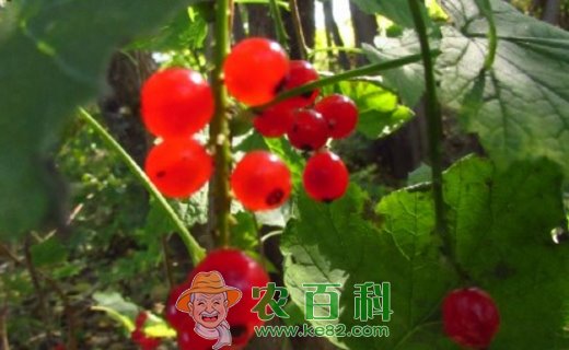 虎耳草科鹅莓有哪些品种?有什么功效与作用?怎么修剪?