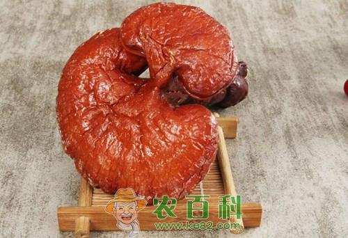 “长生不老”药野生灵芝价格多少钱一斤？具体有这十大功效与作用！你清楚吗？