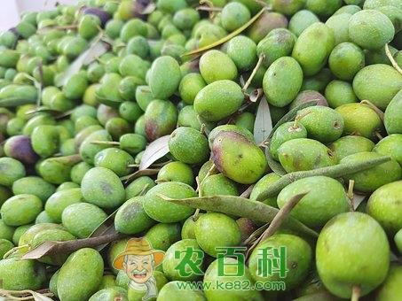 均价20元一斤的青橄榄怎么吃好?一天吃多少合适?主要有这4大功效与作用!