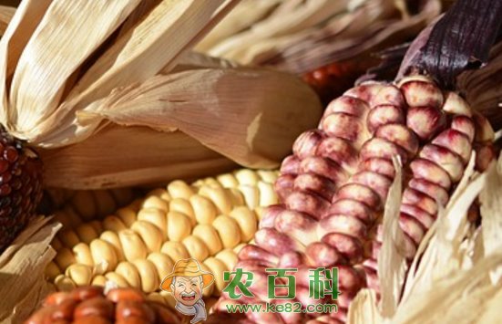 禾本科白玉米是转基因的吗？和黄玉米的区别？有什么功效与作用？