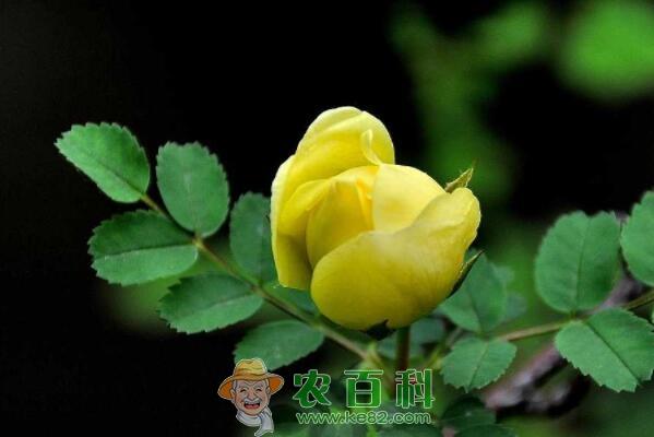 喜阳植物刺玫通常什么时候开花?花苗价格多少钱一棵?怎么栽培?功效作用是什么?