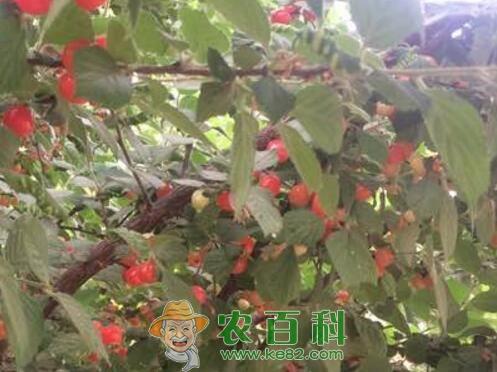 毛樱桃怎样种植？能吃吗？有哪些功效及作用？