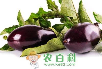 亚灌木植物茄子什么时候育苗？怎么育苗？种一亩大约需要投资多少钱？