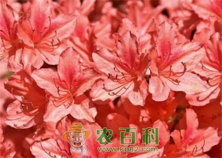 五桠果亚纲杜鹃花家庭阳台盆栽养殖方法有哪些？常见病虫害怎么防治？叶子干枯怎么办？