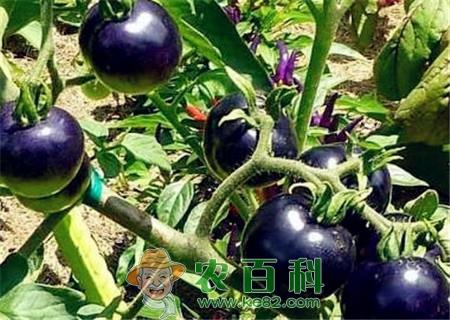黑番茄种子价格多少钱一斤?新品种有哪些?黑番茄是转基因的吗?