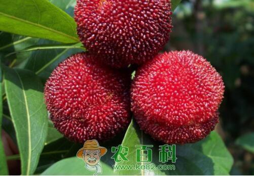 晚熟品种东魁杨梅好吃吗?树苗价格大概多少钱一棵?什么时候种植?栽培技术有哪些?