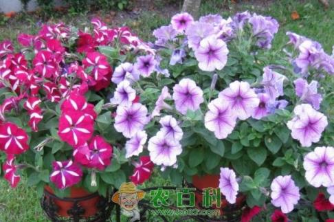 茄科矮牵牛一般什么时候播种、开花？种子价格多少钱？能活几年？种植方法有哪些？