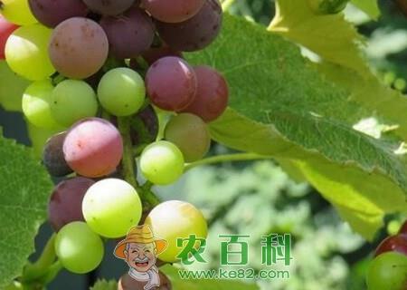 无核葡萄怎么管理?都有哪些品种?