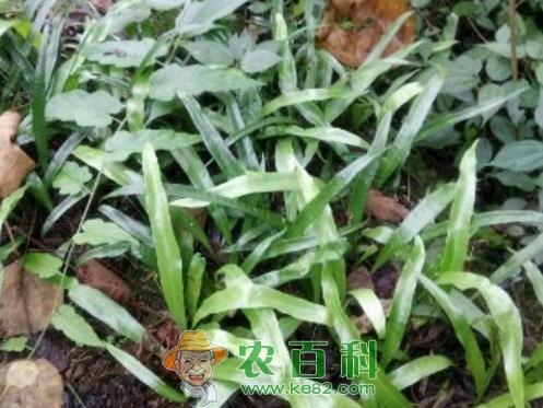 石韦价格多少钱一斤?如何种植?怎么吃?有哪些功效及作用?