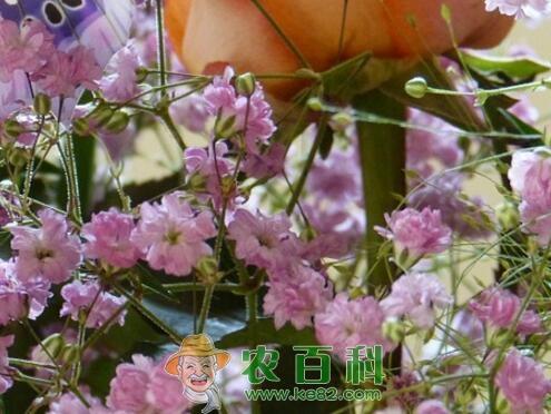 满天星一般多少钱一束?种子价格多少钱一斤?叶子发黄干枯怎么办?花语是什么?