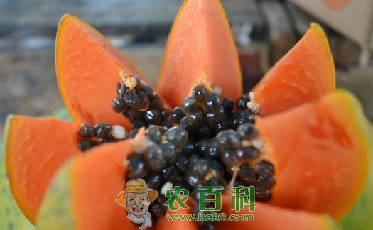 蔷薇亚纲木瓜怎么吃丰胸?靠谱吗?有什么功效与作用呢?
