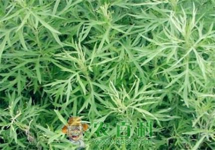 “减肥、降压菜”柳蒿怎么吃?和什么吃有毒?有这9大功效与作用!