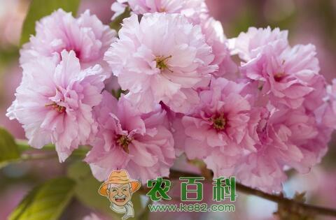 “百果第一枝”的樱桃有哪些品种?什么品种的好吃?樱桃是樱花的果实吗?