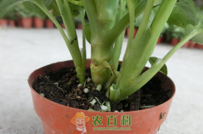 万年青怎么繁殖？