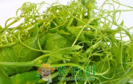 “野生名菜”龙须菜长什么样子?市场效益如何?它有什么功效作用?