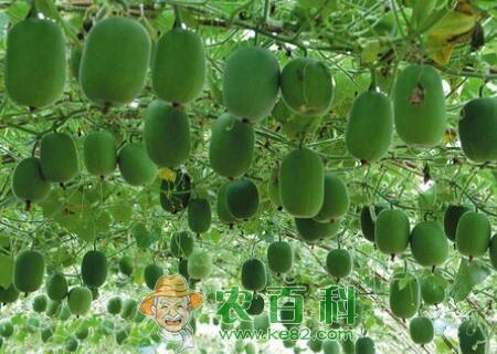 葫芦科冬瓜种子种植方法有哪些?有什么营养价值?不能与什么同吃?