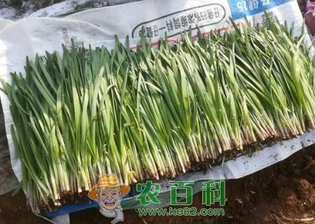 别名壮阳草的韭菜种子种植方法有哪些?真的有壮阳作用吗?不能和什么一起吃?