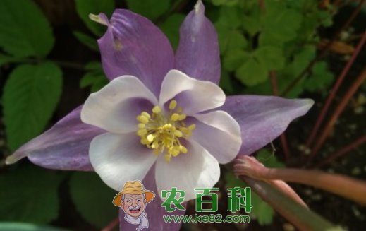 毛莨科耧斗菜的养殖方法和注意事项？什么时候开花？有什么功效和作用？