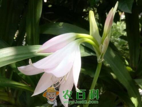 香殊兰几月开花?如何栽培?主要价值有哪些?