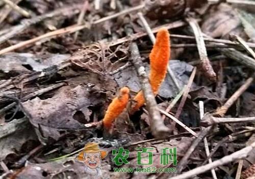 蛹虫草的功效与作用禁忌有哪些?和虫草花、冬虫夏草如何区分?怎么吃?