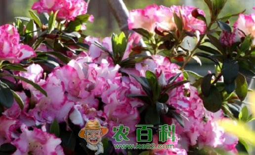 报春花属四季樱草有毒吗？怎么繁殖？有什么功效与作用？