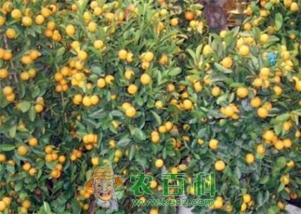 四季桔怎么种植？什么时候开花？一年长几次果实？