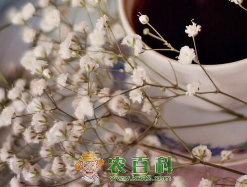 满天星一般多少钱一束?种子价格多少钱一斤?叶子发黄干枯怎么办?花语是什么?